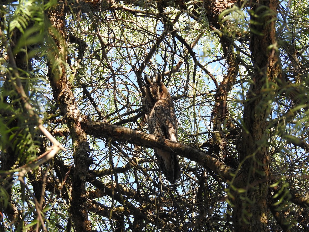 Long-eared Owl - ML613856201