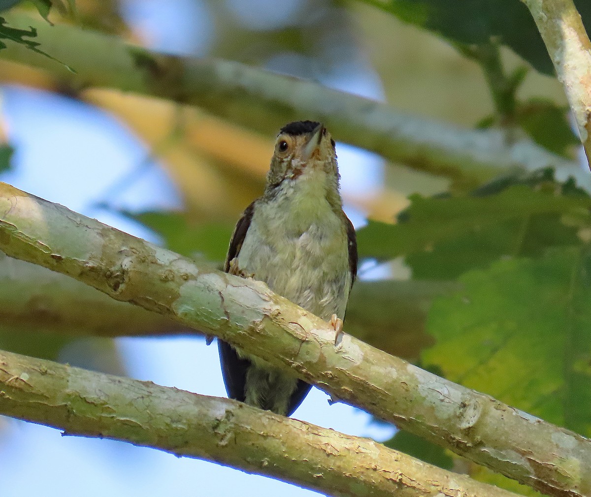 Plain-breasted Piculet - ML613856270