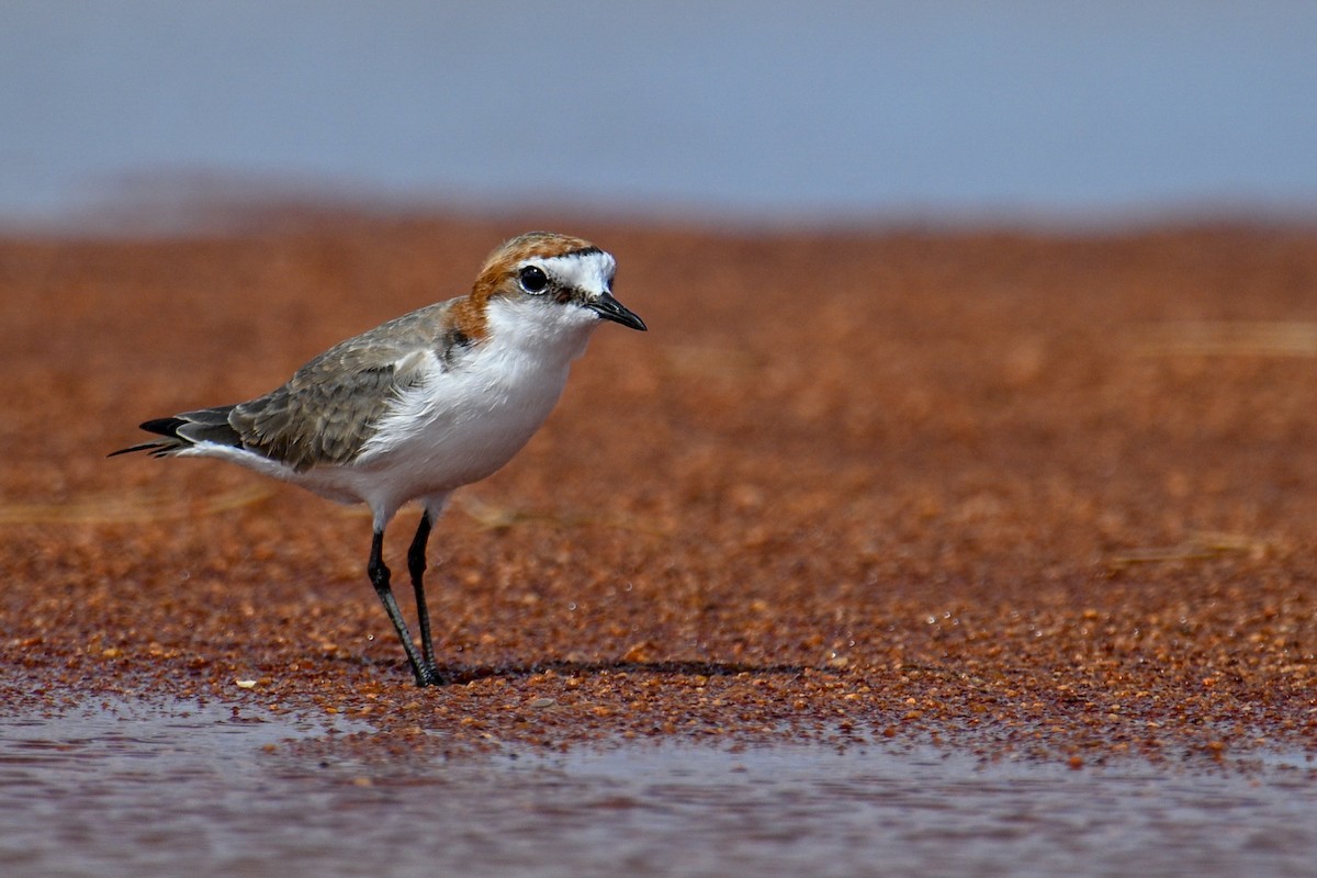 Red-capped Plover - ML613856457