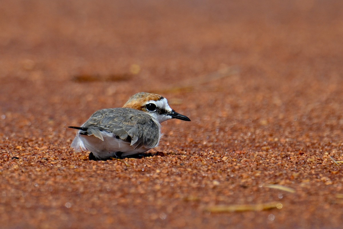 Red-capped Plover - ML613856458