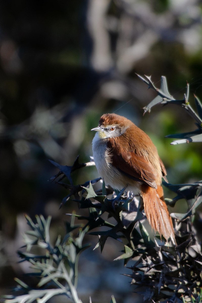 Yellow-chinned Spinetail - ML613856812