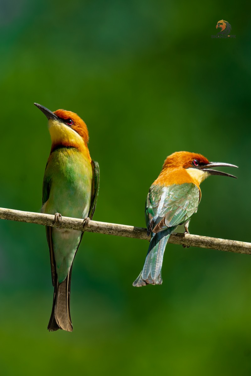 ML613857830 - Chestnut-headed Bee-eater - Macaulay Library