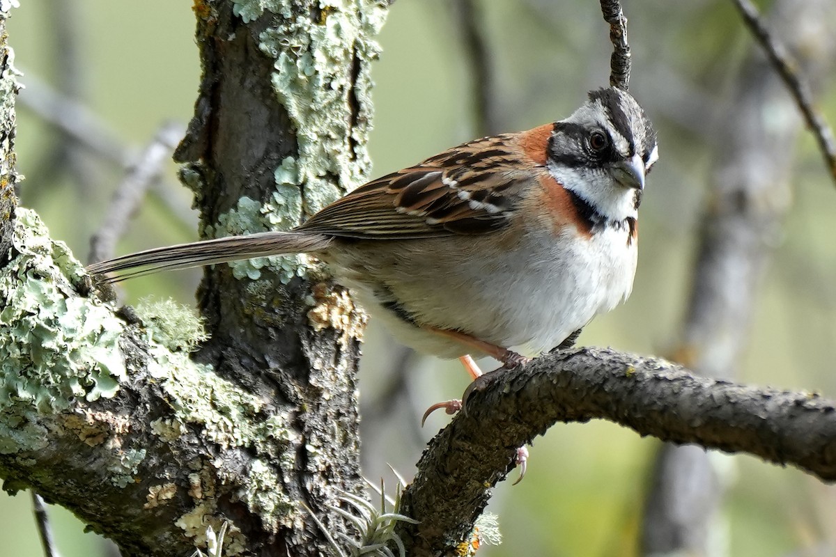 Rufous-collared Sparrow - ML613857884