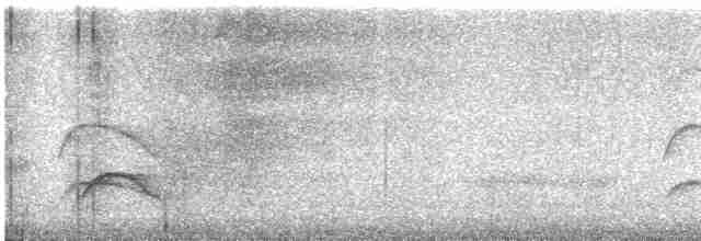Élénie à cimier blanc (chilensis) - ML613857928