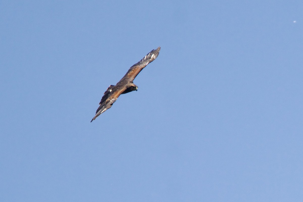 Harris's Hawk (Bay-winged) - ML613858001
