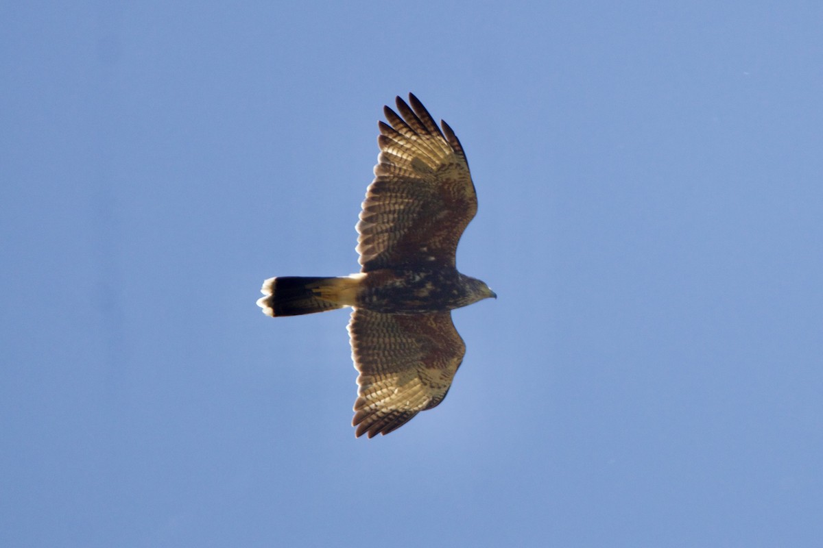 Harris's Hawk (Bay-winged) - ML613858002