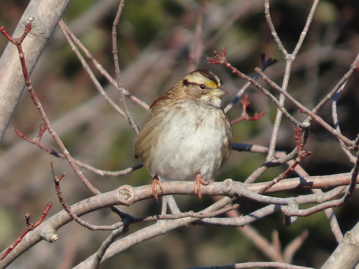 White-throated Sparrow - ML613858073