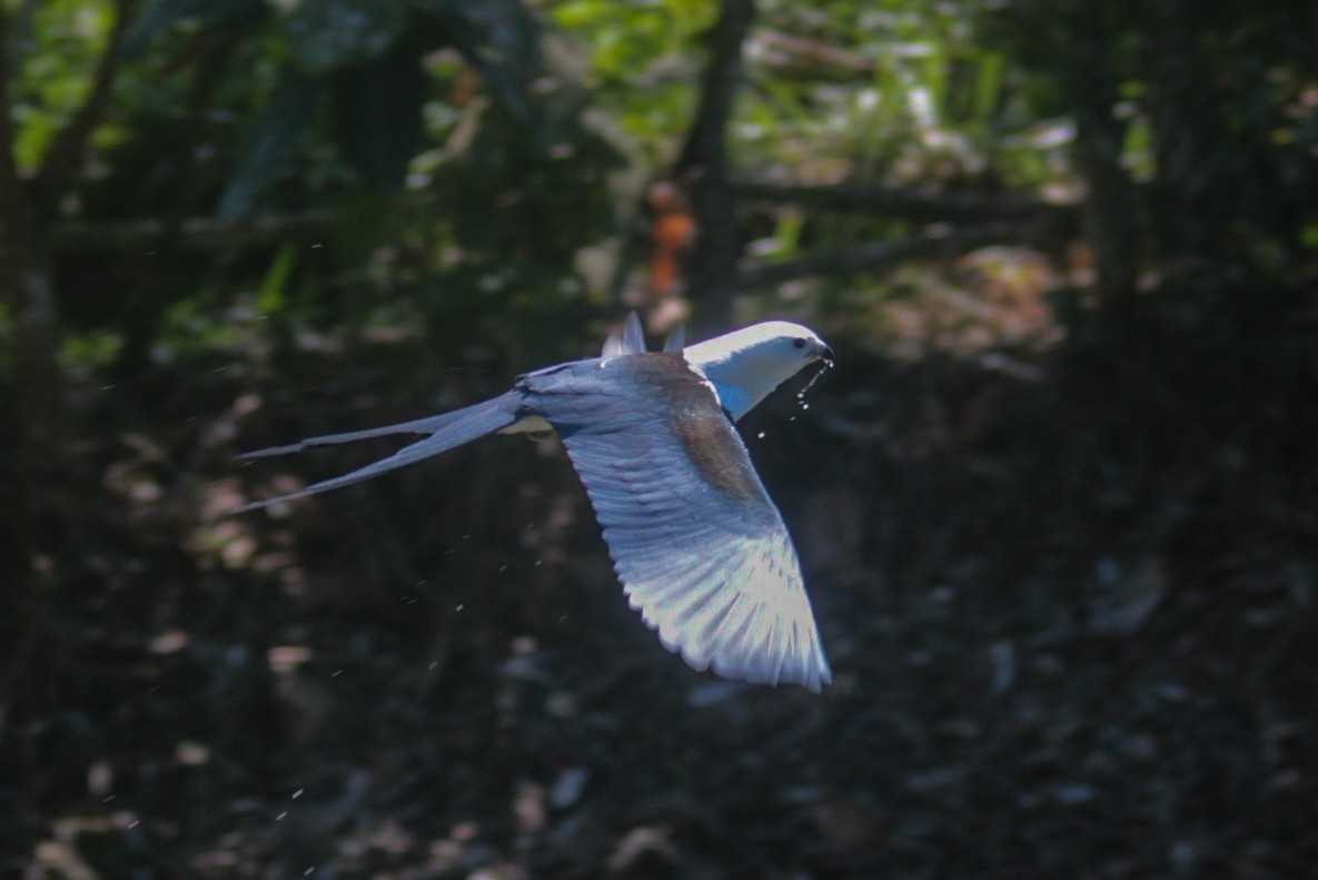 Swallow-tailed Kite - ML613858076