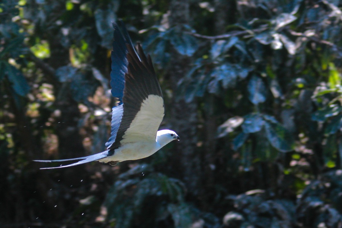 Swallow-tailed Kite - ML613858077