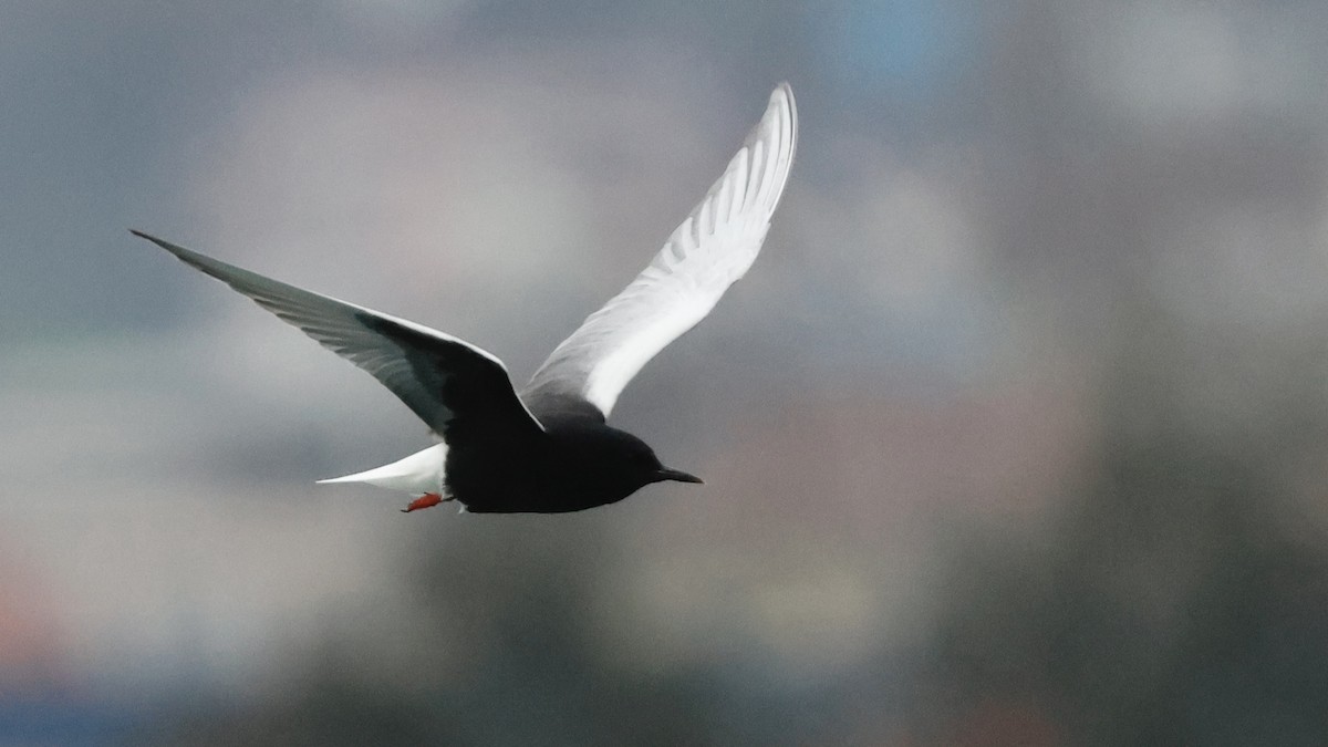 White-winged Tern - birol hatinoğlu