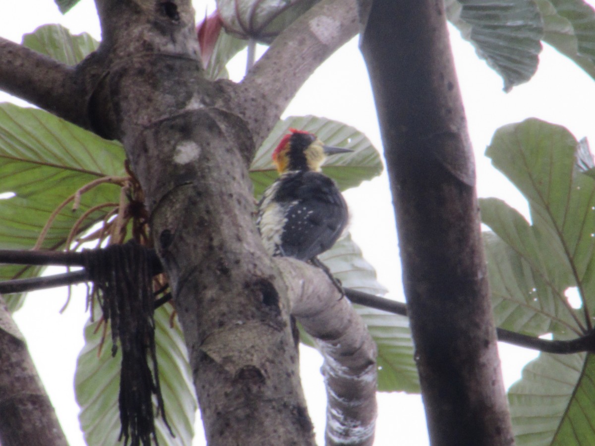 Beautiful Woodpecker - ML613858391