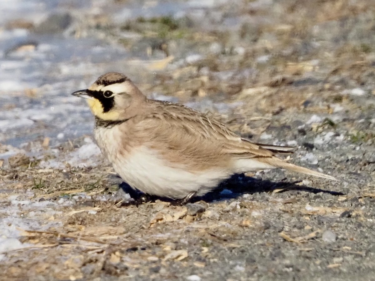 eBird Checklist 22 Jan 2024 Frying Pan Farm Park 16 species