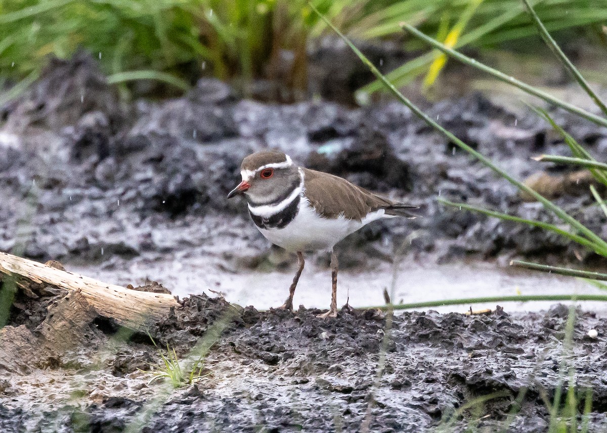 Three-banded Plover - ML613858520