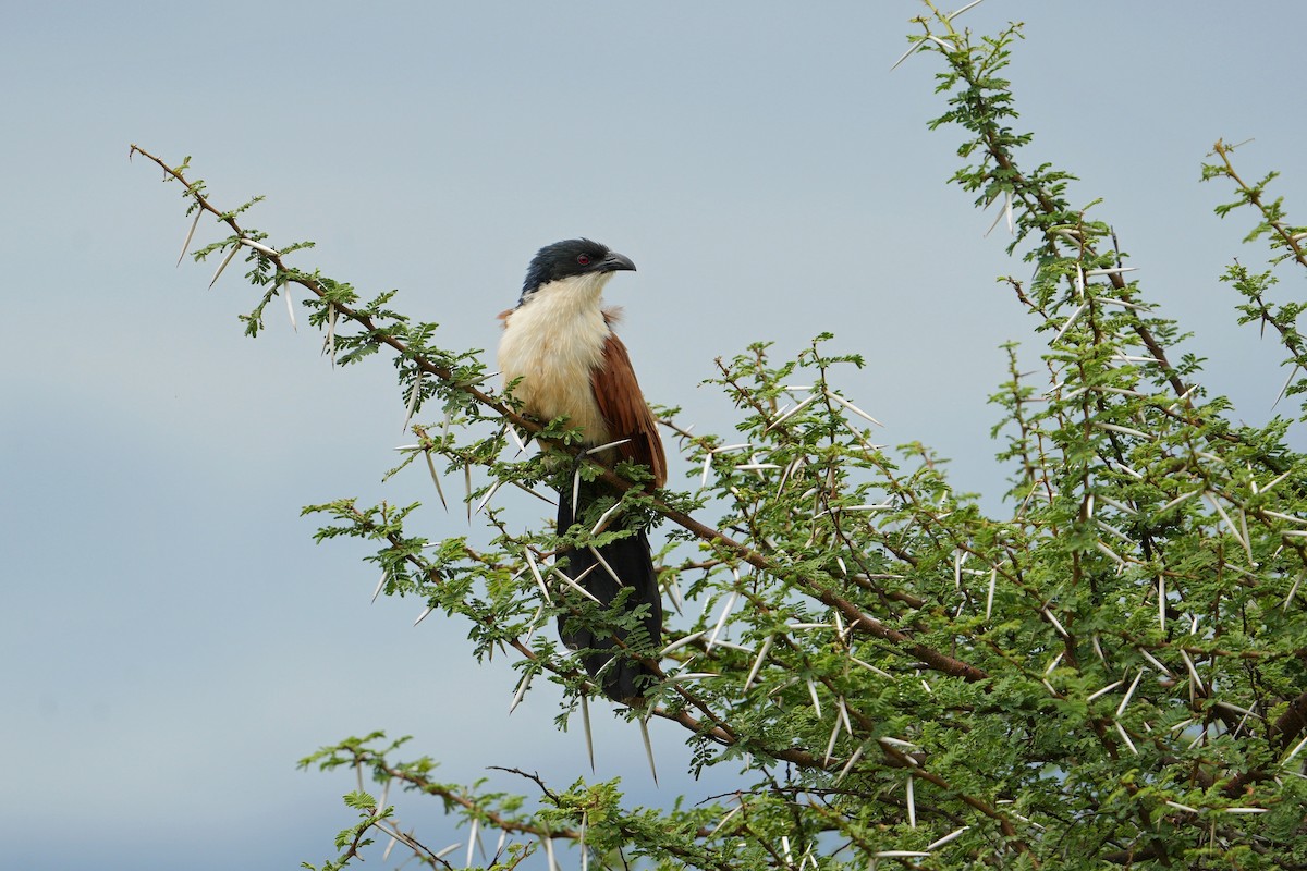 White-browed Coucal (Burchell's) - ML613858607