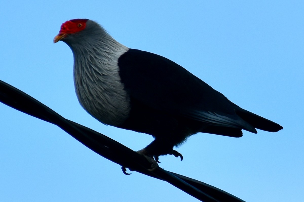 Seychelles Blue-Pigeon - ML613858720