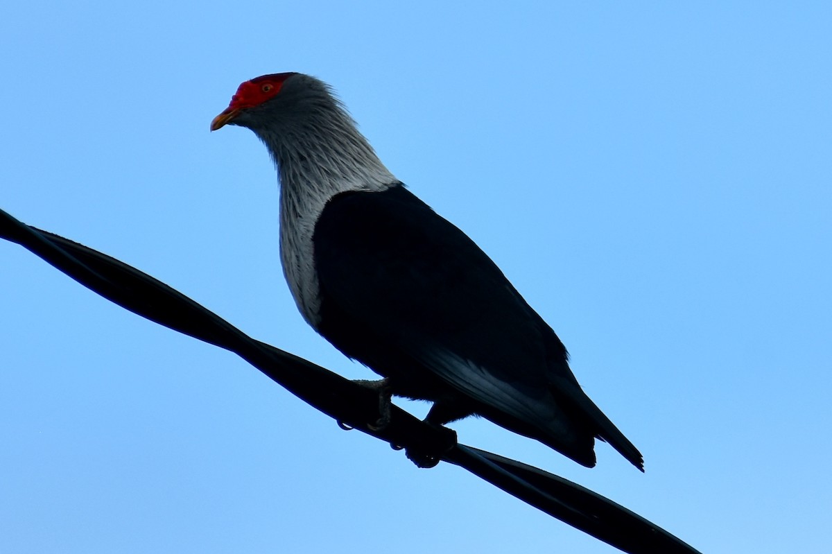 Seychelles Blue-Pigeon - ML613858721