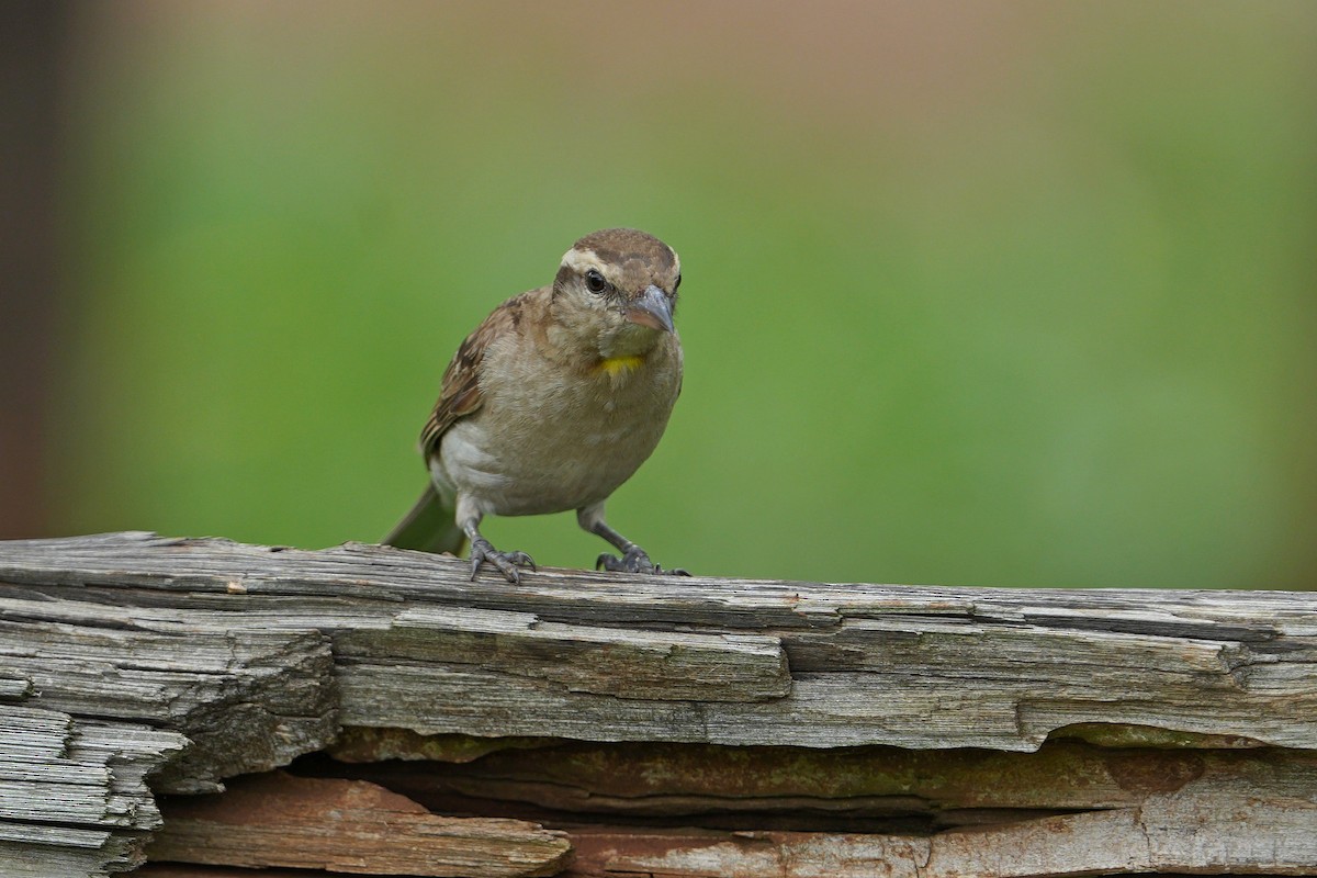 Yellow-throated Bush Sparrow - ML613858762