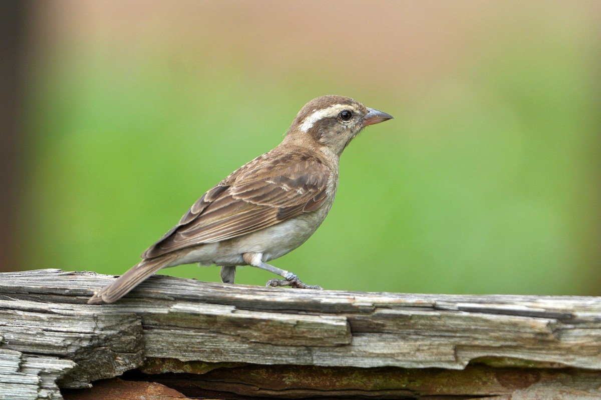 Yellow-throated Bush Sparrow - ML613858763