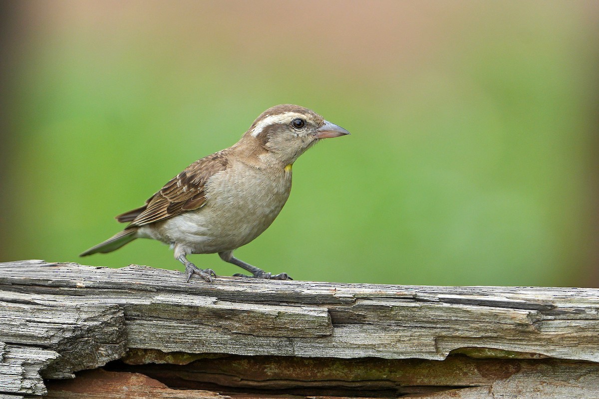 Yellow-throated Bush Sparrow - ML613858764