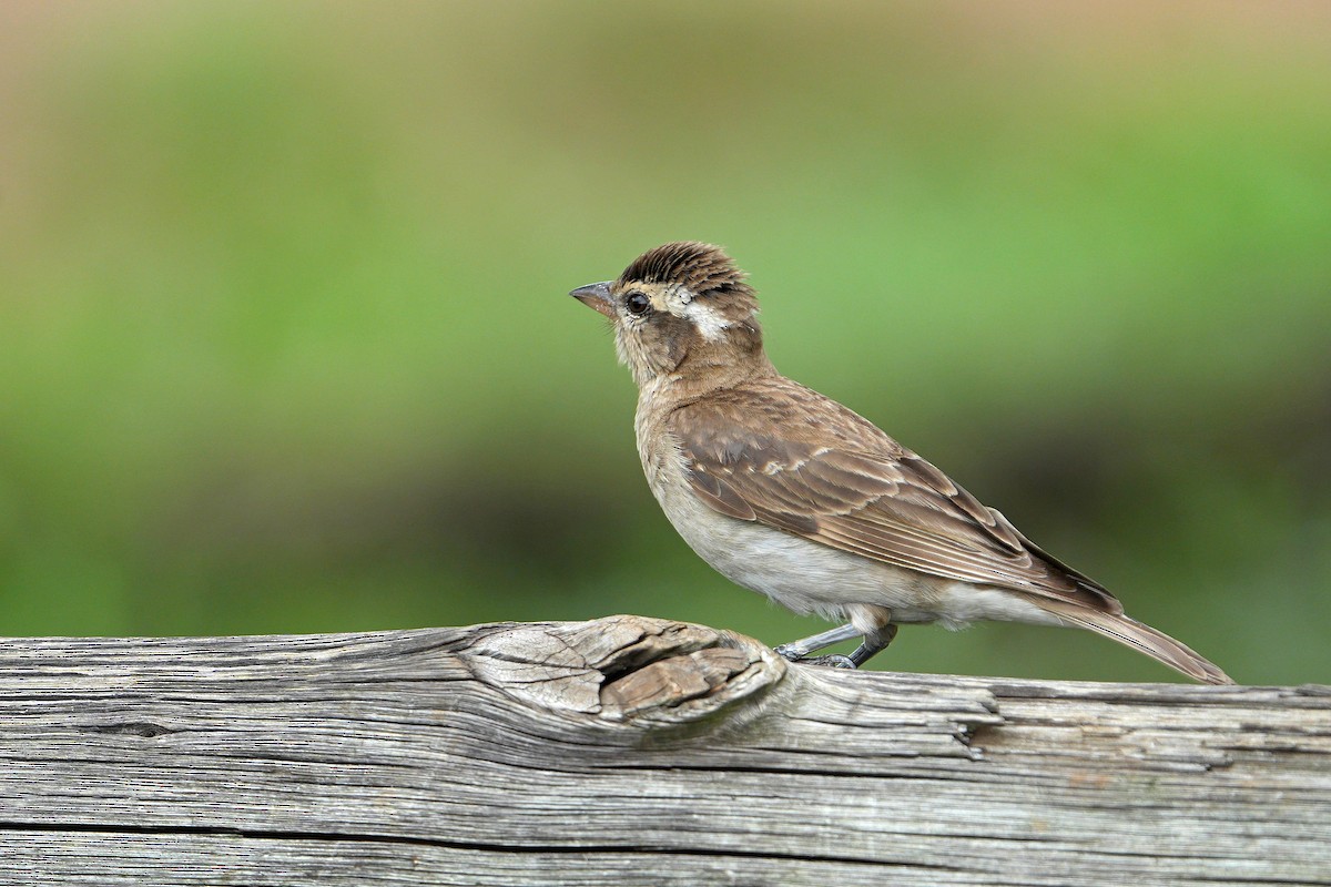 Yellow-throated Bush Sparrow - ML613858765