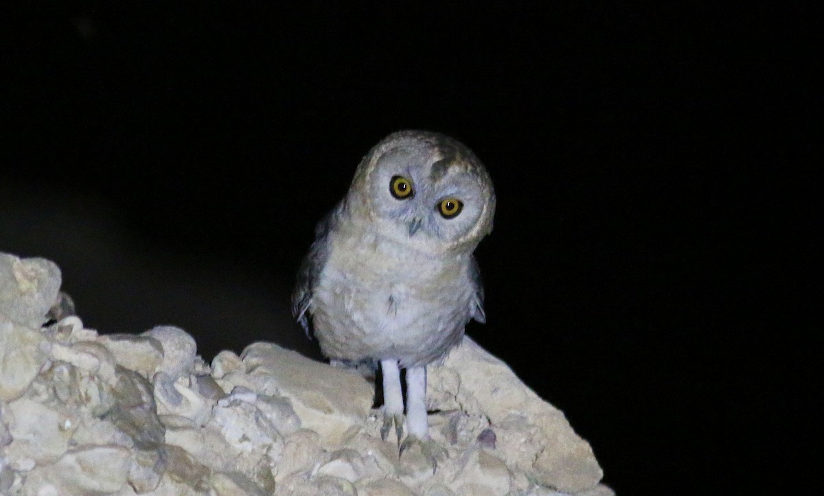 Desert Owl - ML613858956