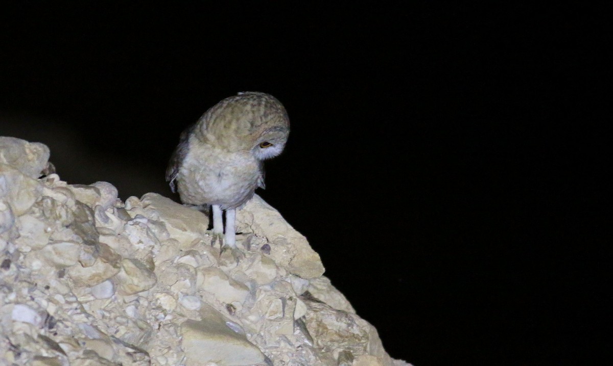 Desert Owl - ML613858957