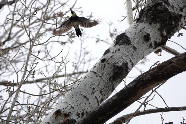 Acorn Woodpecker (Narrow-fronted) - ML613859031