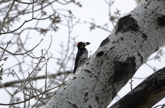 Acorn Woodpecker (Narrow-fronted) - Michelle Hamilton