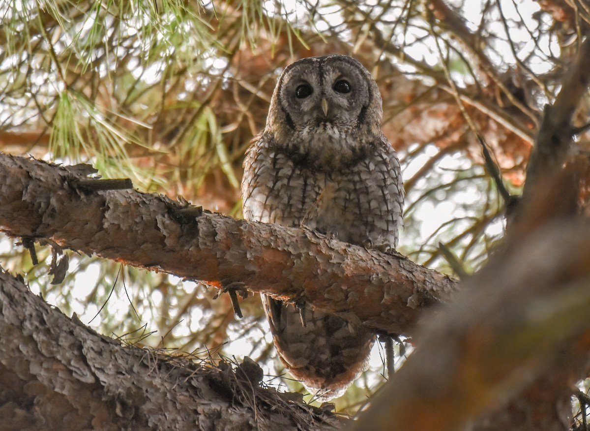 Tawny Owl - ML613859312