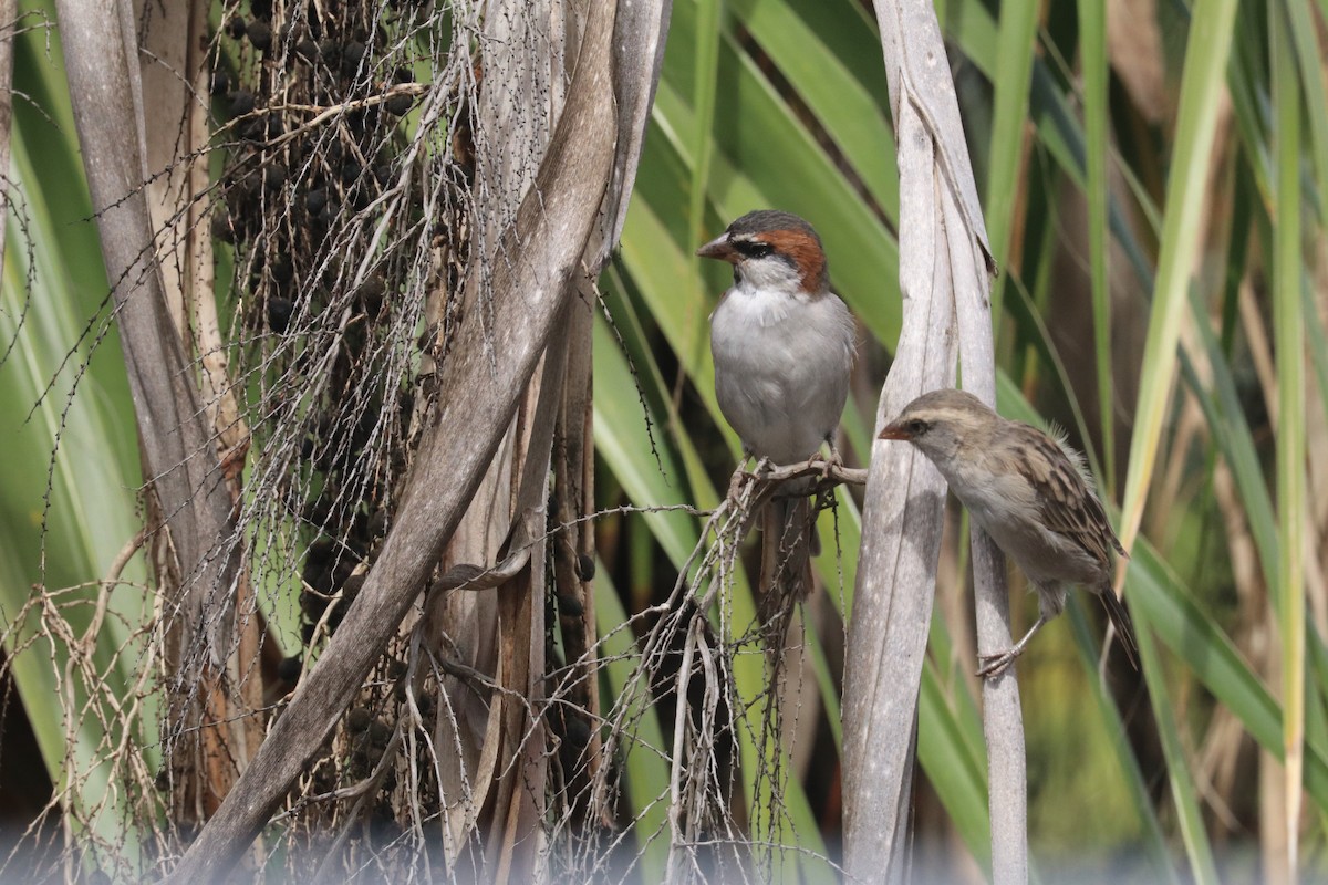 Cape Verde Sparrow - ML613859404