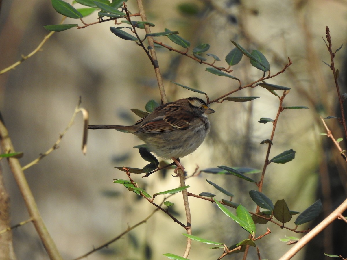White-throated Sparrow - ML613859504