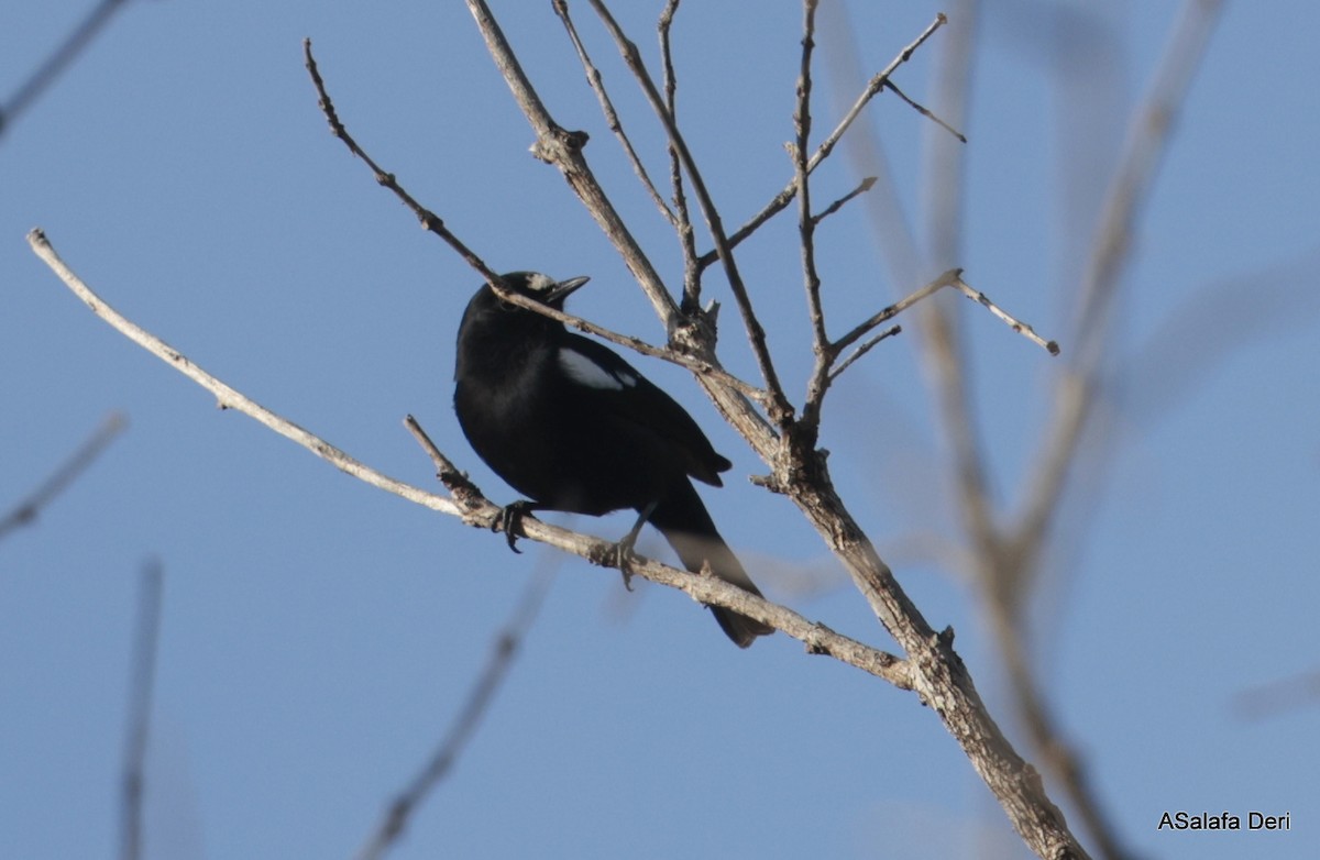 White-fronted Black-Chat - ML613859578