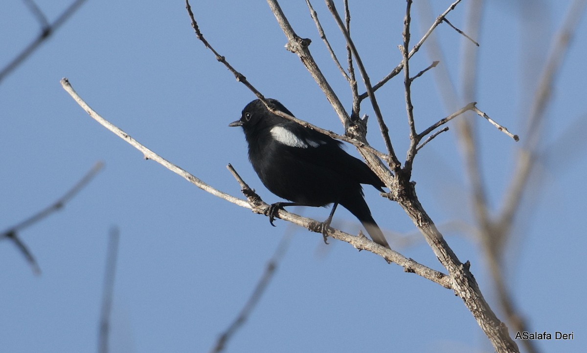 White-fronted Black-Chat - ML613859580