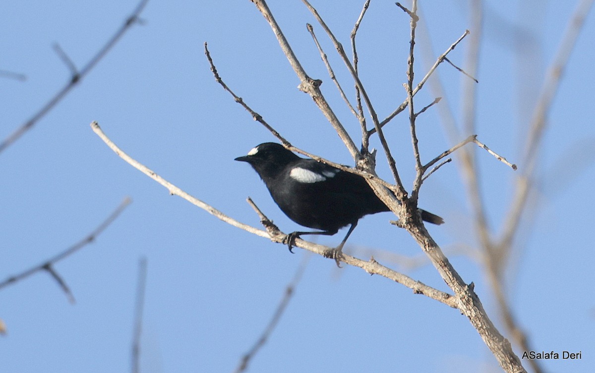 White-fronted Black-Chat - ML613859582