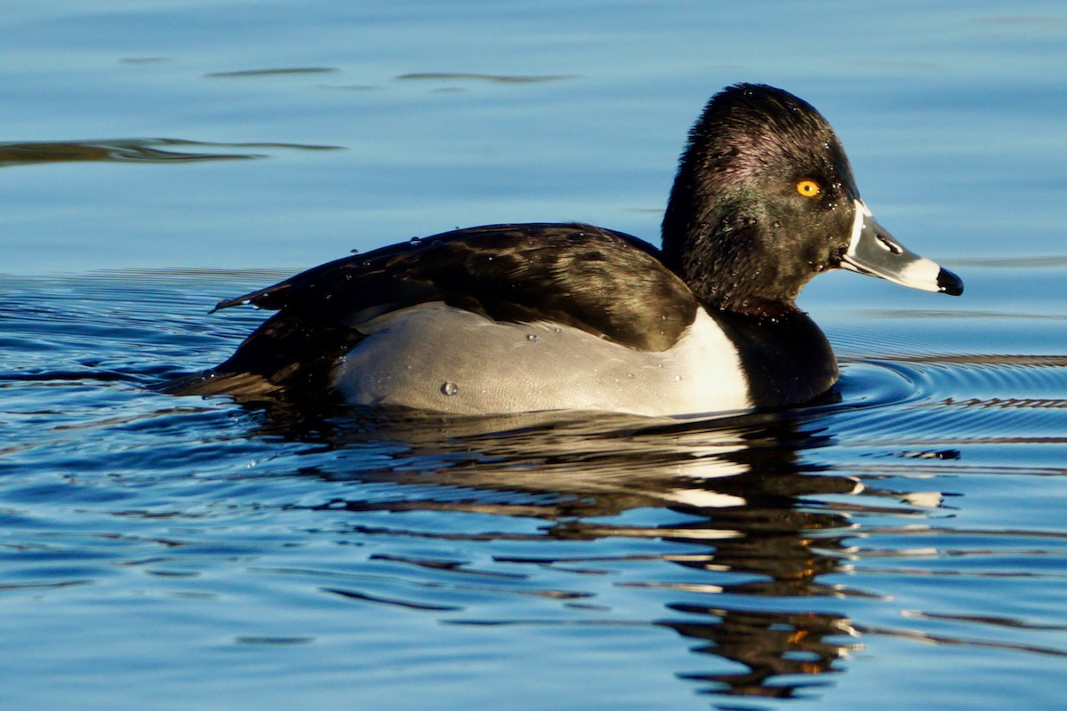 Ring-necked Duck - ML613859595