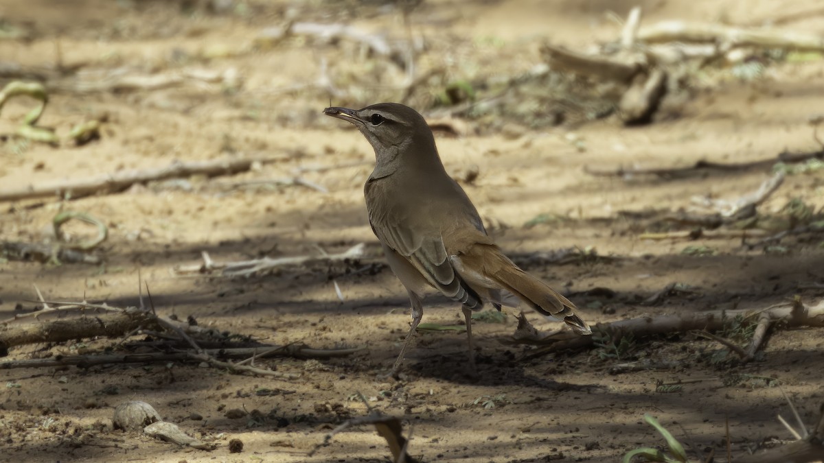 Rufous-tailed Scrub-Robin (Rufous-tailed) - ML613859600