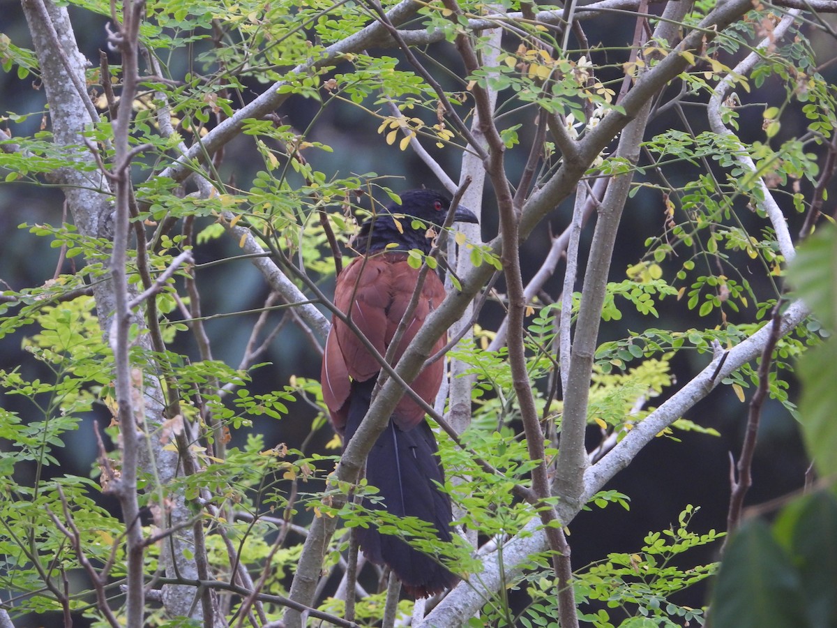 Greater Coucal - ML613859709