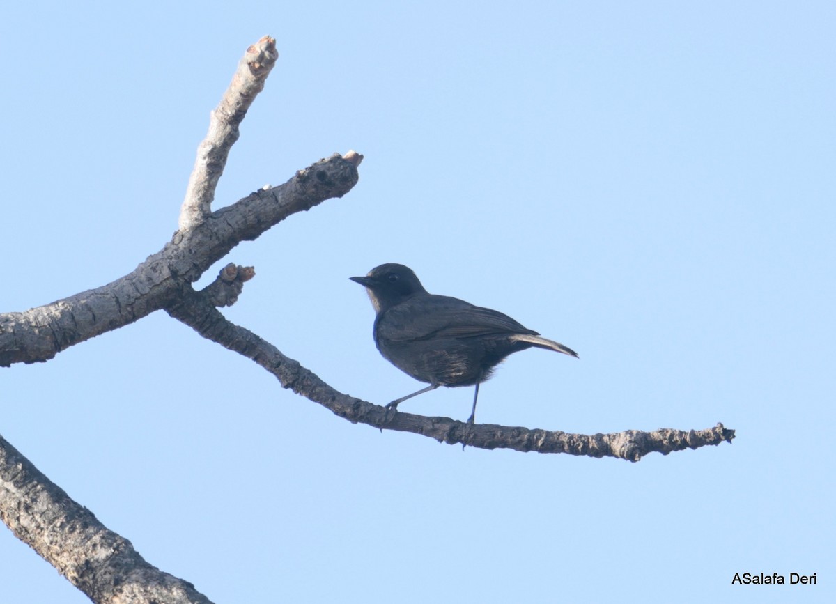 White-fronted Black-Chat - ML613859832