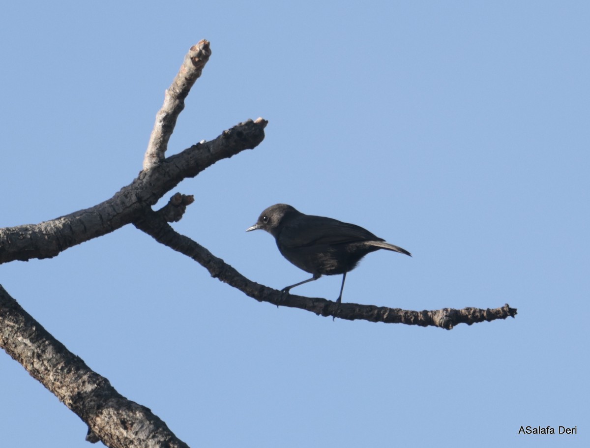 White-fronted Black-Chat - ML613859834