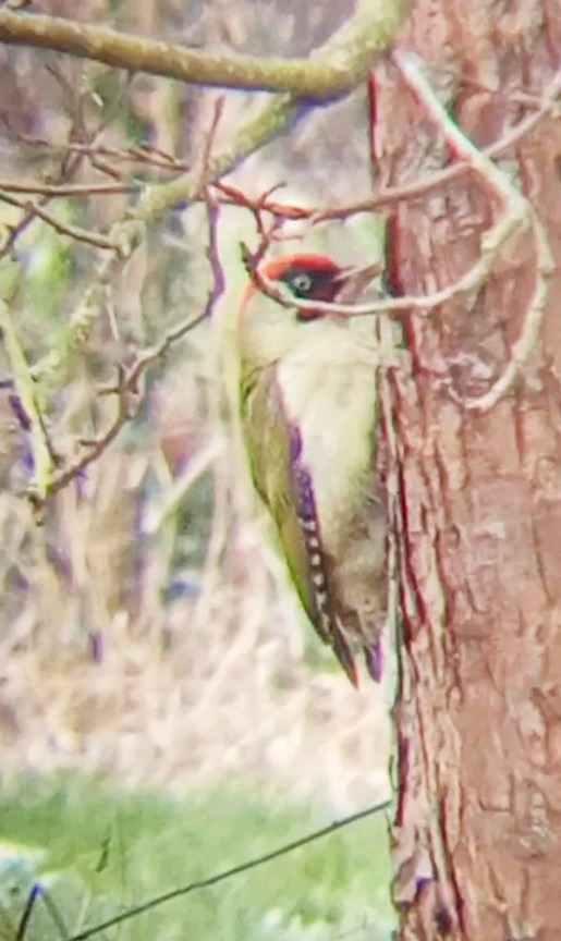Eurasian Green Woodpecker - ML613860041