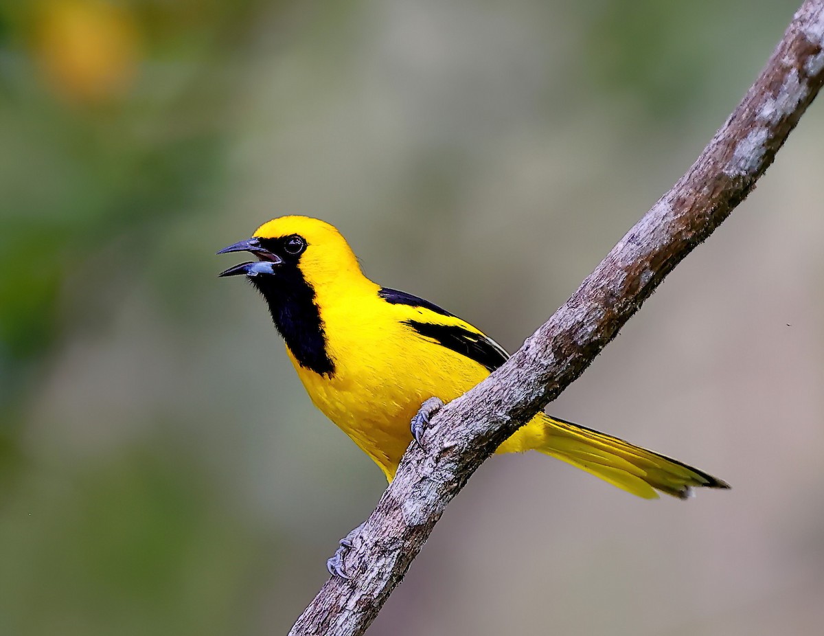 Yellow-tailed Oriole - ML613860062