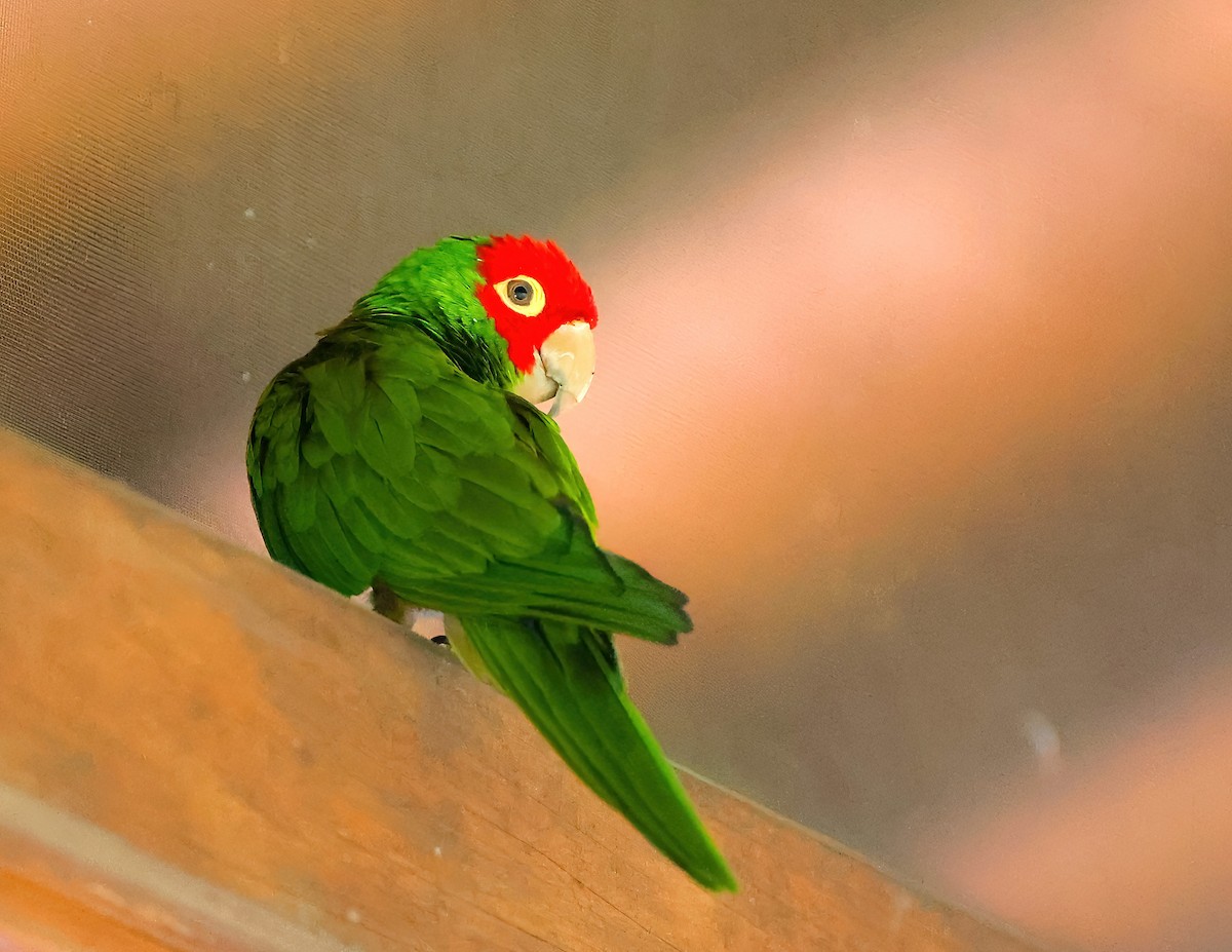 Red-masked Parakeet - ML613860137