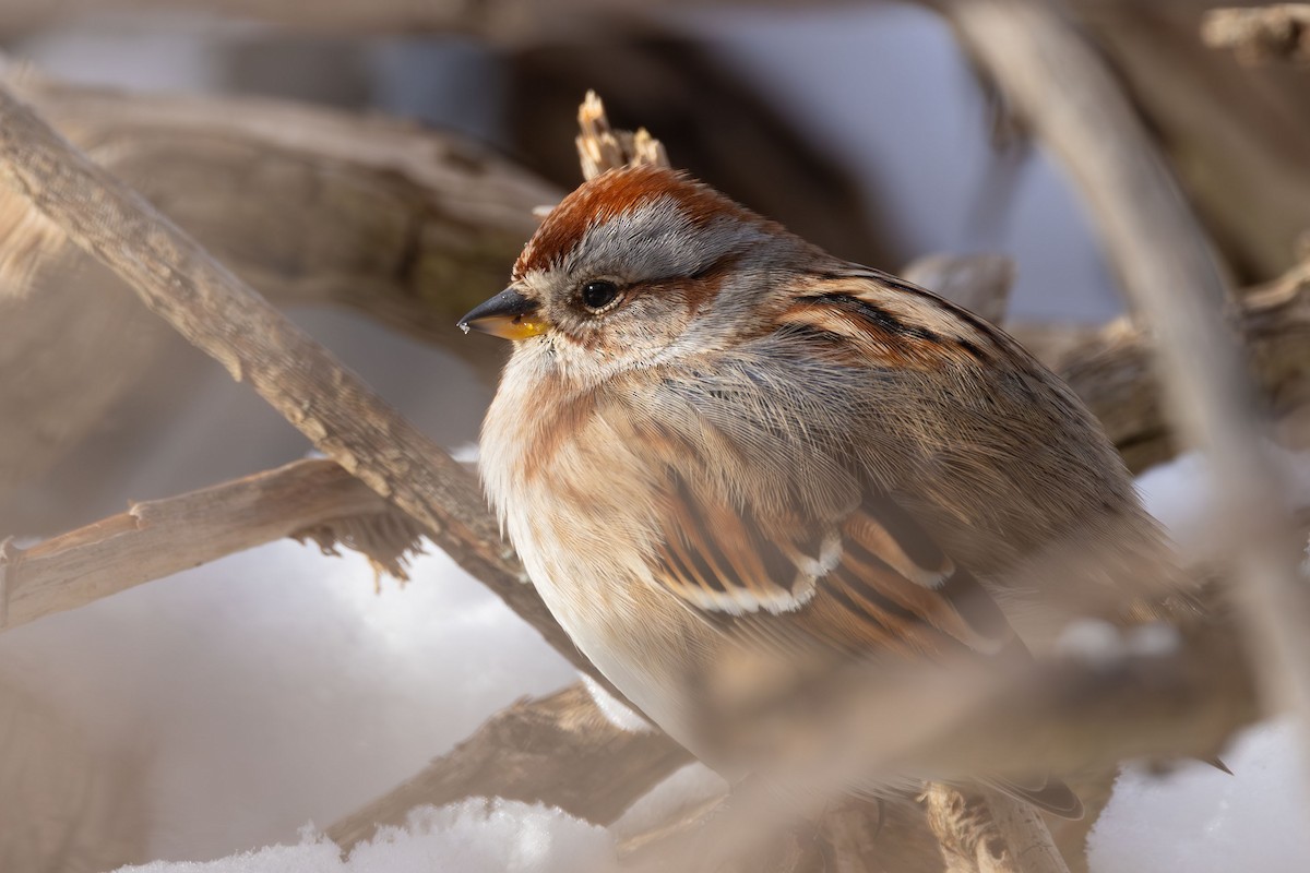 American Tree Sparrow - Elliott Ress