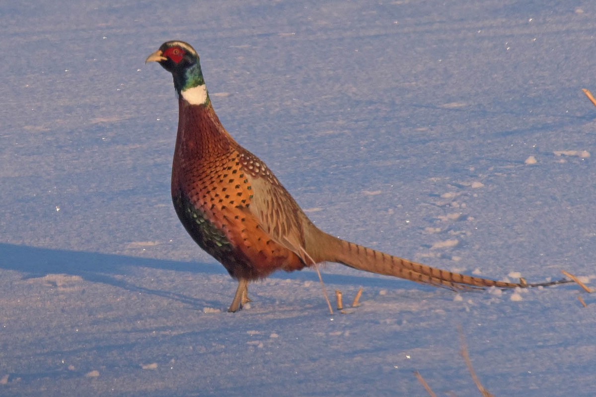 Ring-necked Pheasant - ML613860451