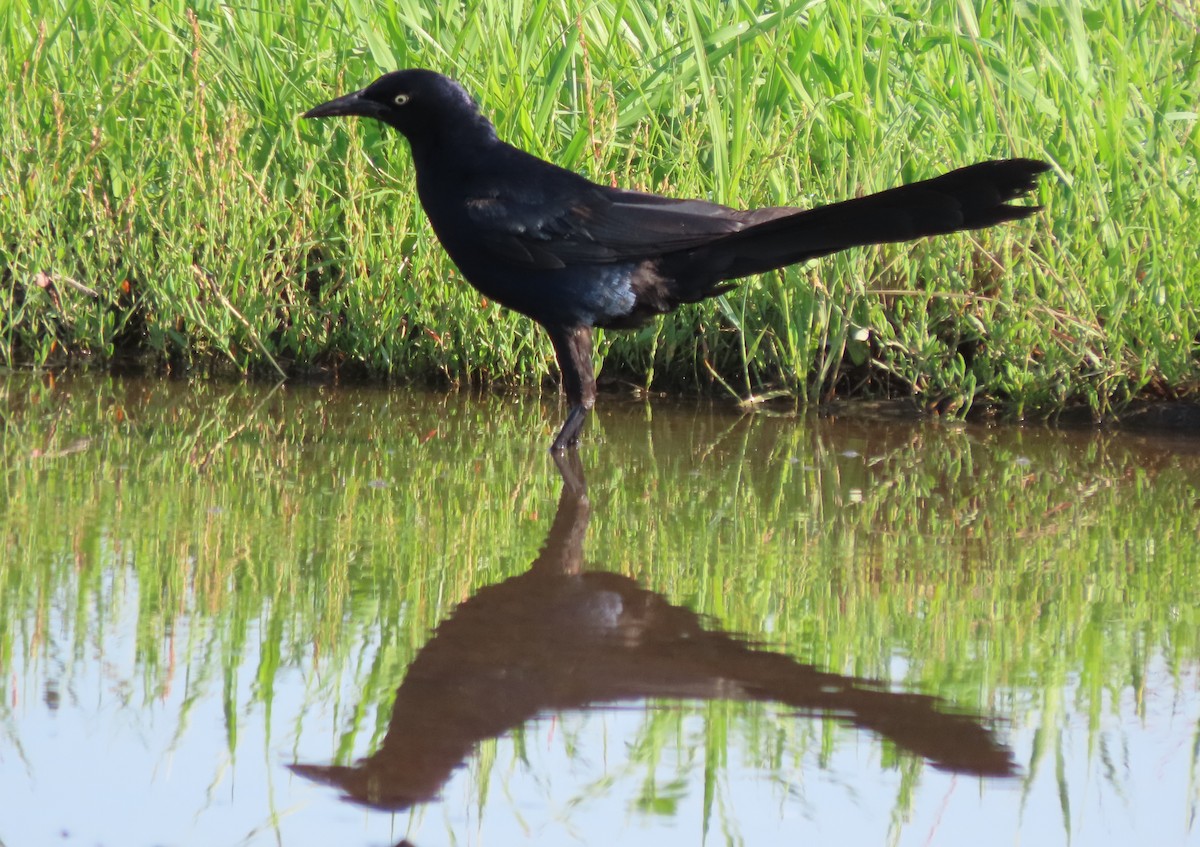 Great-tailed Grackle - ML613860708