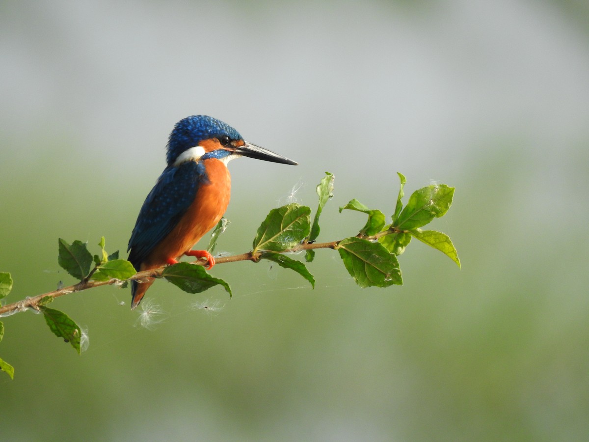 Common Kingfisher - M.R.Vinoth Pranav