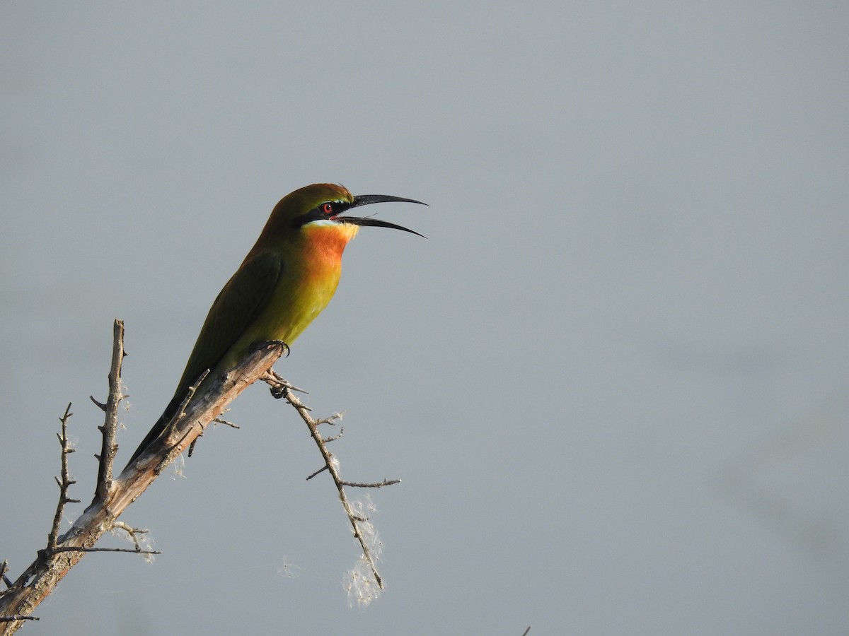 Blue-tailed Bee-eater - M.R.Vinoth Pranav