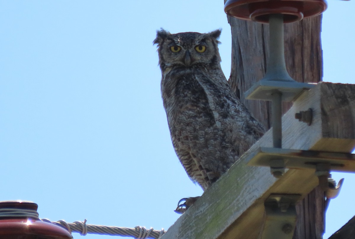 Great Horned Owl - ML613861030