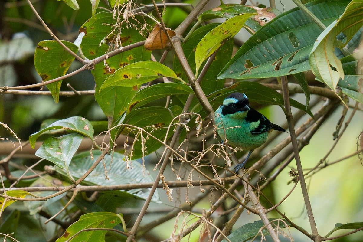 Blue-browed Tanager - ML613861060