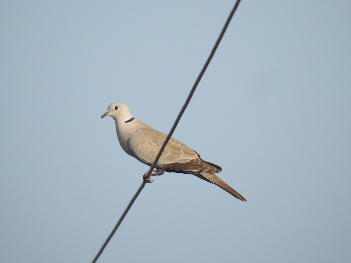 Eurasian Collared-Dove - ML613861119